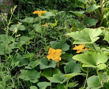 An Easy# PUMPKIN FLOWER# RECIPE to boost up our #IMMUNITY