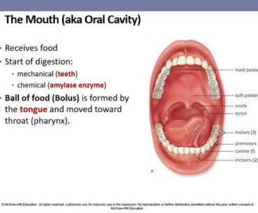 Digestive System and Nutrition