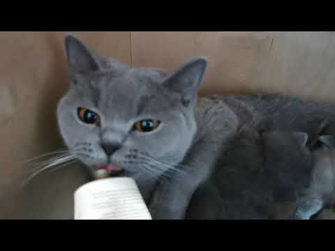 Cats TREAT Multi Vitamins British Shorthair Cats