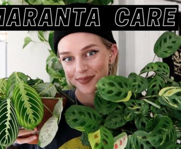 How I Care For My Maranta Plants