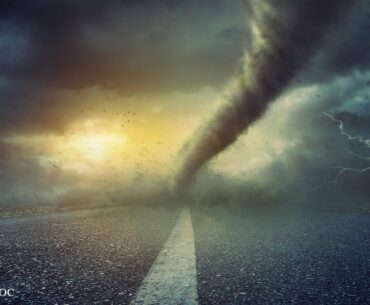 Is Elderberry Okay for COVID? Does Elderberry Cause "Cytokine Storm?"