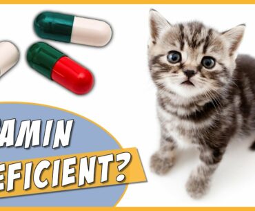 Is your Cat Vitamin Deficient?
