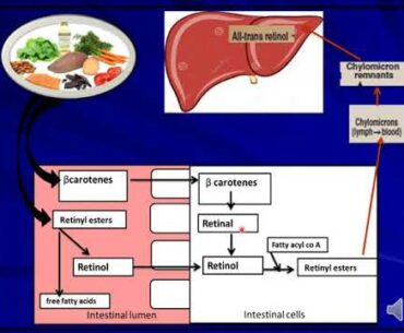 Lecture 1 fat soluble vitamins