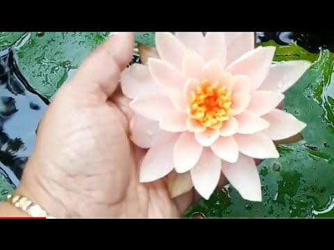 BRT Benson's Relaxation Therapy in English for Coping with COVID19, emotional well-being& Happiness