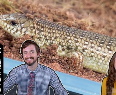 Ocellated Skink, The Best Pet Lizard?