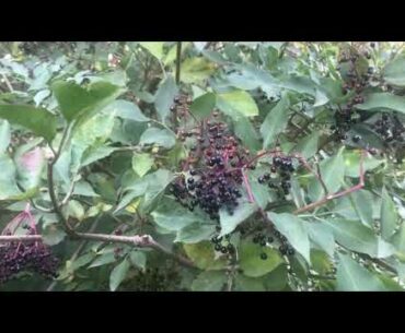 Wild Elderberries