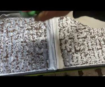 Growing micro greens on organic bamboo paper towel live enzymes nutrition