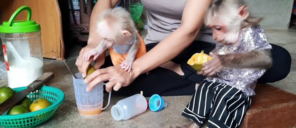 Vitamin C supplement for Monkey Sy and Ye