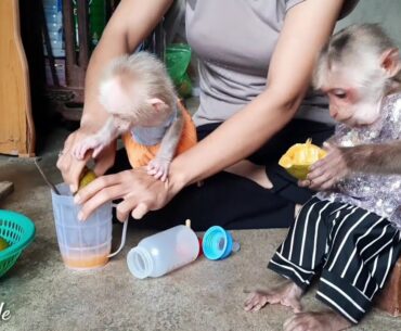 Vitamin C supplement for Monkey Sy and Ye