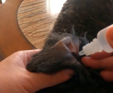 Natural supplements for your pets (Part 2)