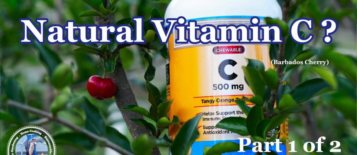 Natural Vitamin C ? How to Growing Cherry Tree #1 of 2
