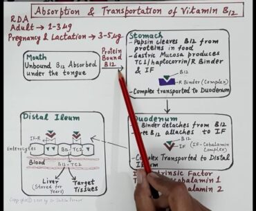 Haematinics (Part 4) : Vitamin B12 Cobalamin  Physiology & Supplements | Dr.   Shikha Parmar