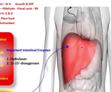 Crash Course Vitamins- Lecture 1. Vitamin A| Vitamin D|  Absorption of Vitamin A and Vitamin D.