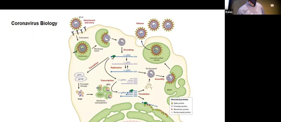 "Do People Develop Naturally Acquired Immunity to Covid 19?"