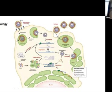 "Do People Develop Naturally Acquired Immunity to Covid 19?"