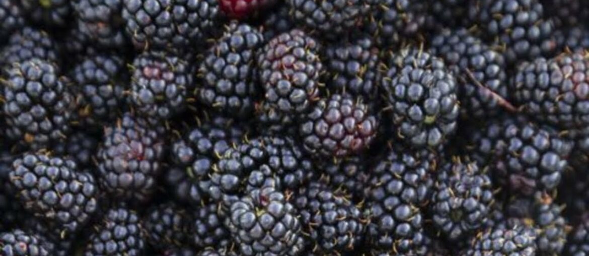 The EXTRAORDINARY Heart Health Benefits Of BLACKBERRIES