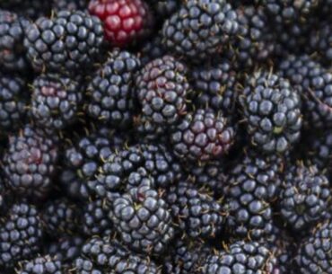 The EXTRAORDINARY Heart Health Benefits Of BLACKBERRIES