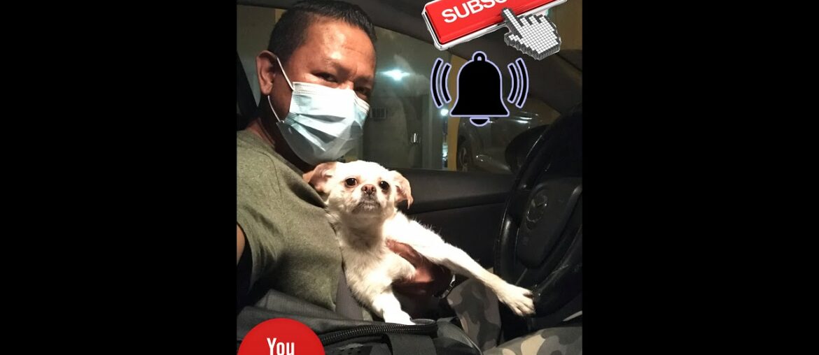 Early sunrise walk at seaside cardio exercise and vitamin D with my shitzu pet dog