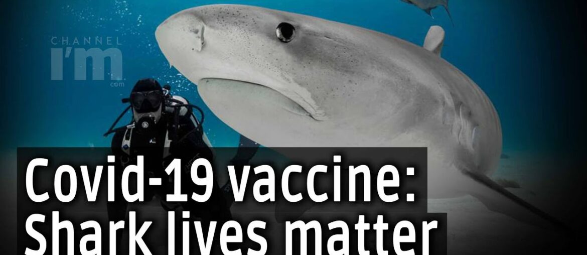 The race against time to develop COVID-19 vaccine puts shark lives at risk