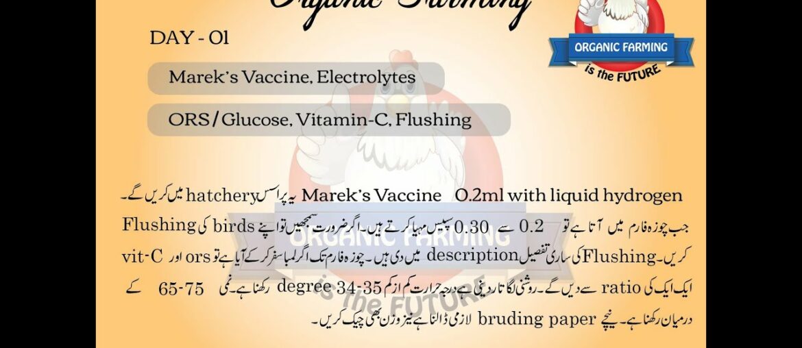 Guide For Chick Care