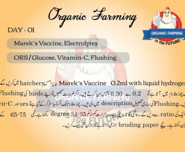 Guide For Chick Care