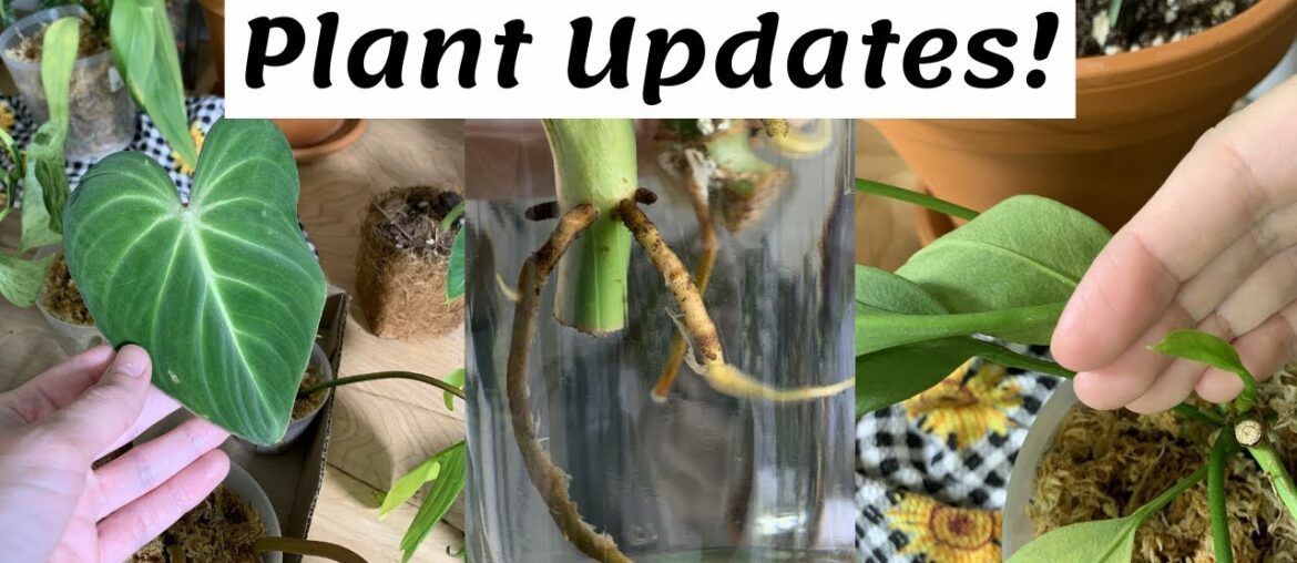 10 Day Update | Plants Lost in the Mail