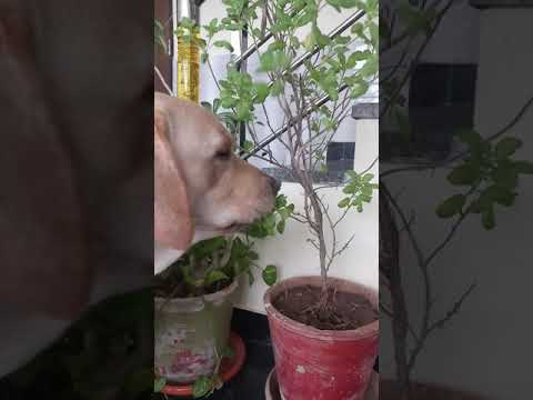 mera dog #coronavirus me immunity badate hue