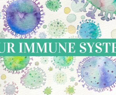 Our Amazing Immune System | How to Boody Immunity