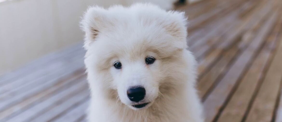 The Best Guide To Best Dog Vitamins & Supplements - Low Prices (Free