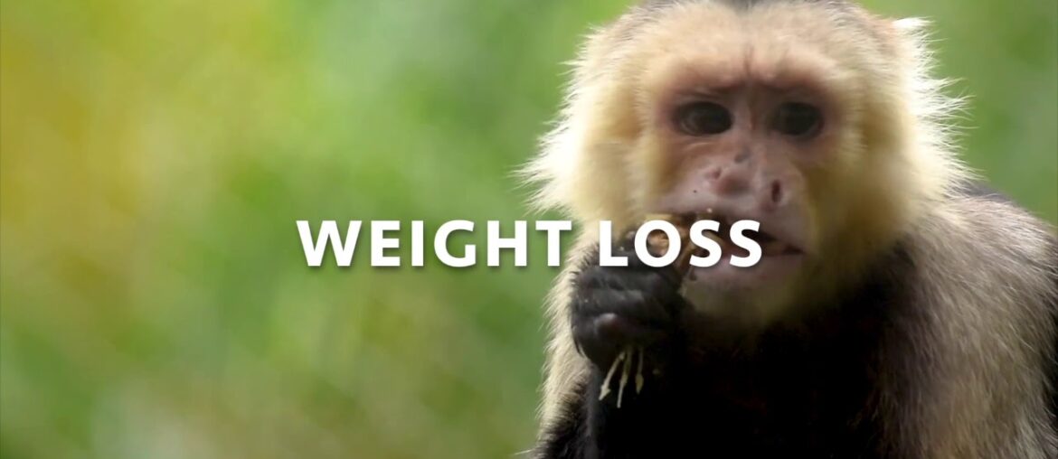 Vitamin B-12 Nutrition Final Project - Issy and Jordan