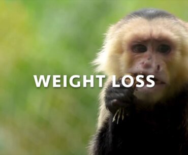 Vitamin B-12 Nutrition Final Project - Issy and Jordan