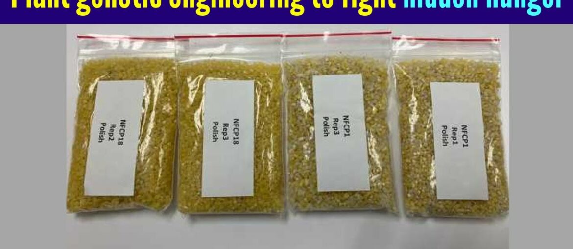 Plant genetic engineering to fight hidden hunger