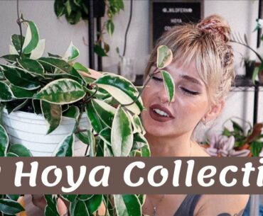 My Hoya Collection | 2020