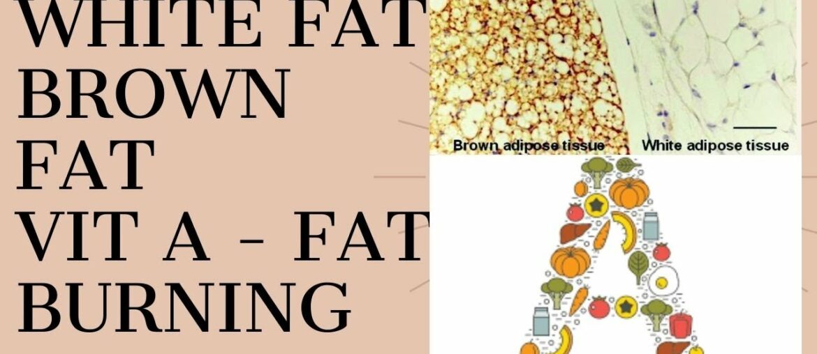 what is White Fat & Brown Fat, Vitamin A boosts fat burning in cold condition!!! | In Tamil.
