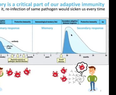 Lecture 24 Immune memory, vaccines, COVID 19