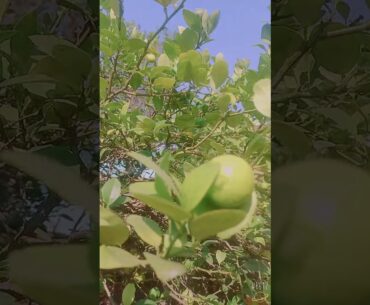 Boost Immunity with Lemon