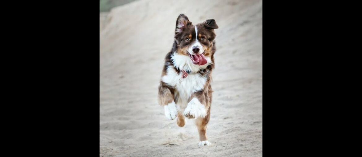 Animal Nutrition What is animal nutrition and feeding? 3