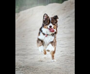 Animal Nutrition What is animal nutrition and feeding? 3