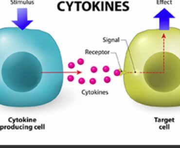 COVID-19 Immune System Response; Cytokines & Hydroxychloroquine