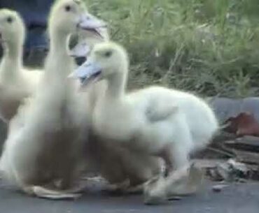 Vitamin B2 deficiencies in poultry