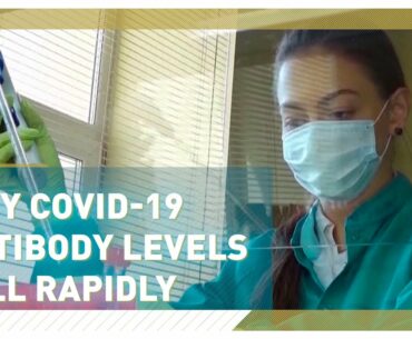 Study reveals COVID-19 antibody levels fall rapidly after infection