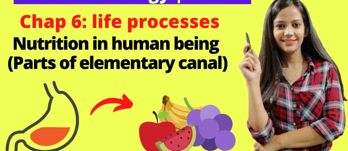 10th Biology NCERT, Life Processes,  Nutrition in Human being in Life Processes, #nutrition