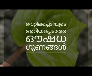 Betel plant's (Vettila) unknown medicinal properties
