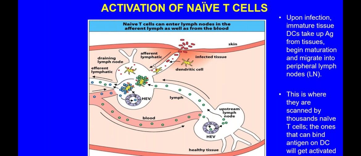 The Biology of Aging and our Body's Readiness for COVID 19 Vaccines