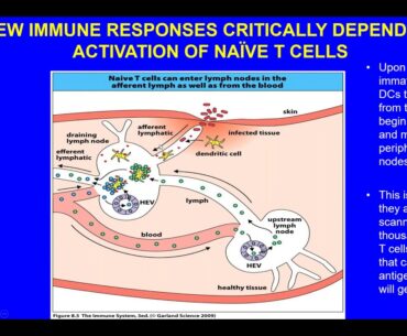The Biology of Aging and our Body's Readiness for COVID 19 Vaccines