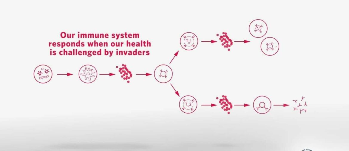 Supplementing our diet with probiotics may support our immune system
