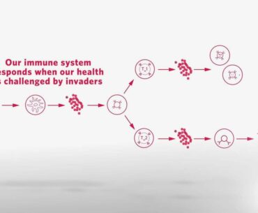 Supplementing our diet with probiotics may support our immune system