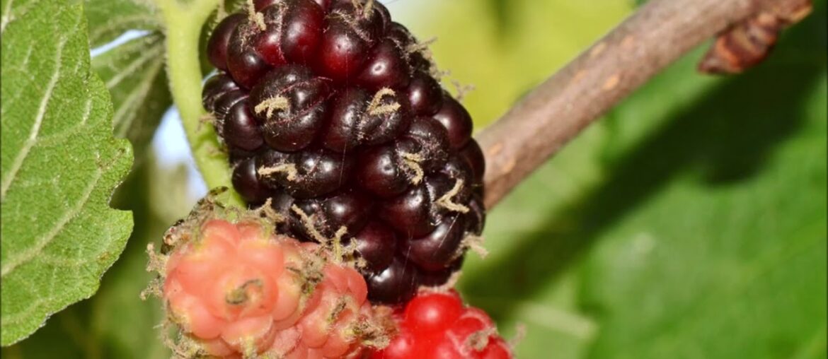 Mulberry as Super Food for Vitamin C, Vegan Protein, Antioxidant and More