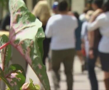 Experts: not enough known about coronavirus to plan for herd immunity