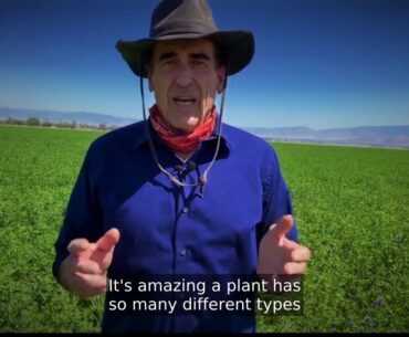 Alfalfa Benefits,Nutrition Facts